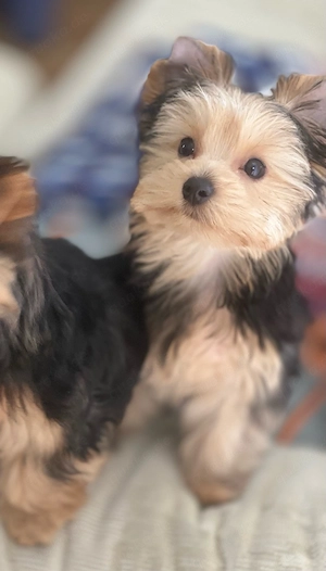 Charmante Yorkshire-Terrier-Welpen   Liebevoll Aufgezogen 