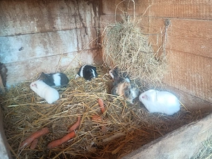 bunte Meerschweinchen Böcke Abzugeben 