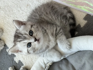 Liebevoll aufgezogene BKH Kitten in Black-Silver-Tabby-Classic suchen ein Zuhause