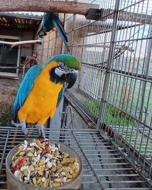 Zuchtpaar Gelbbrustaras 