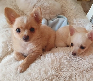 Pomchi Chihuahua Welpen Bild 3