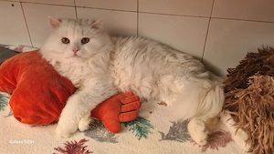 Tendre sucht sein Zuhause