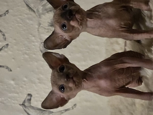Wunderschöne Sphynx Kitten 