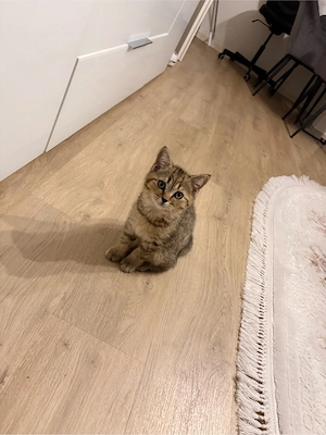 british kurzhaar kater