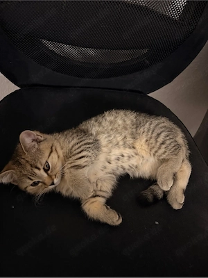british kurzhaar kater