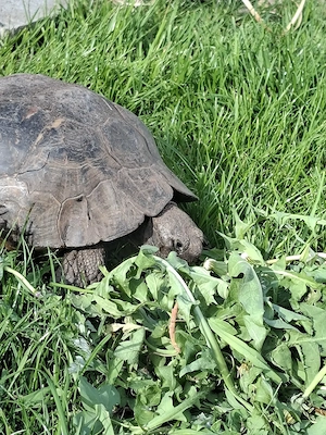 Aufnahme von Landschildkröten 