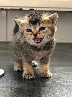 BKH Kitten 