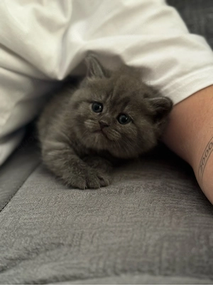 2 BKH Kitten