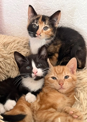 Kitten suchen neues Zuhause 