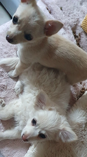 Pomchi Chihuahua Welpen Bild 7