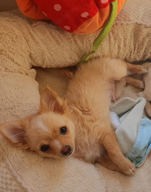 Pomchi Chihuahua Welpen Bild 2