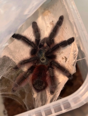 caribena versicolor weibchen 