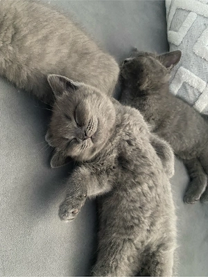 bkh katze britishkurzhaar