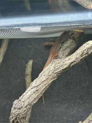 Anolis Sagrei 