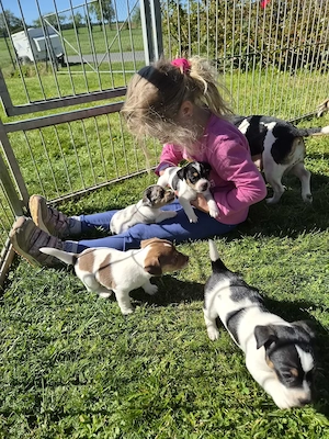 Jack Russell Welpen in Sonderlackierung 