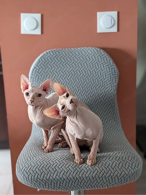 Traumhafte Sphynx Kater