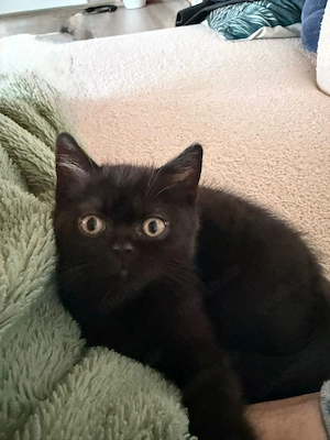 Wunderschöne reinrassige BKH Kitten