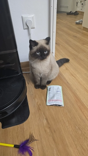 Britisch kurzhaar kater