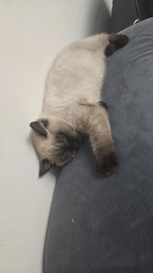 kater baby
