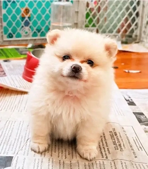 Zwergspitz-Pomeranian welpen suchen ein neues Zuhause!