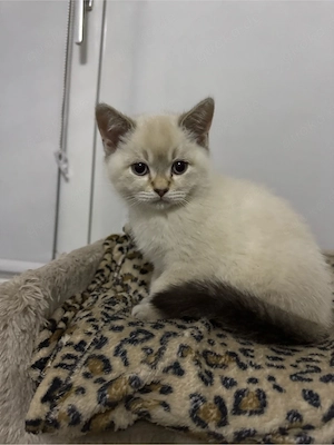 BKH Kitten 10 wochen alt abgabebereit