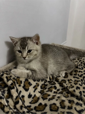 BKH Kitten 10 wochen alt abgabebereit