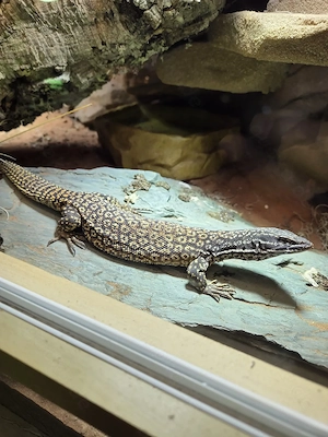 1.1. Stachelschwanzwaran   Varanus acanthurus 