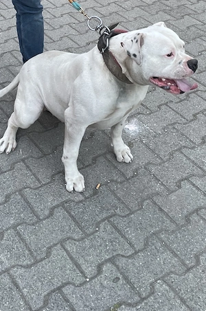 Bulldog XL Bild 2