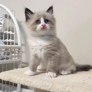    Entzückende Ragdoll-Kitten   Diese Woche bereit für ihr Für-immer-Zuhause   