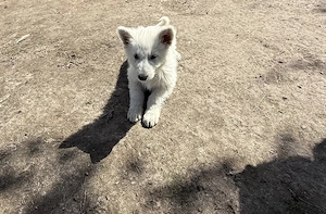 Welpen schweißer Schäferhunde