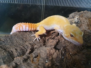 Sunglow Leopardgecko von 2025