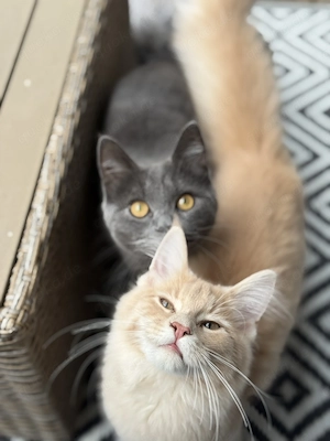 BKH und Main Coon abzugeben