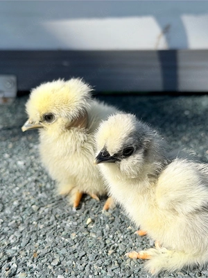 Zwergseidenhuhn Us Showgirl Küken