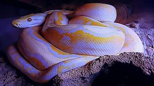 Netzpython  Bild 8