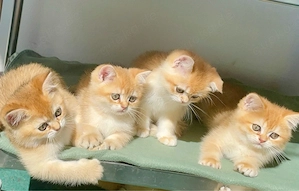 BKH golden kitten in shaded u. shell stammbaum MÄNNLICH