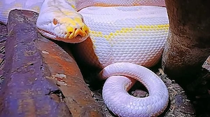 Netzpython 