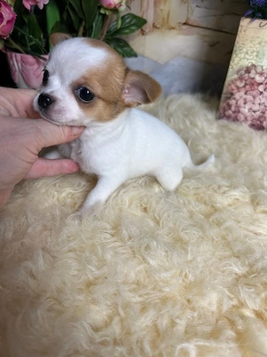 Chihuahua Welpen: WhatsApp: 015216130268