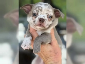 Zuckersüße Chihuahuawelpen (lilac!) suchen ein liebes Zuhause