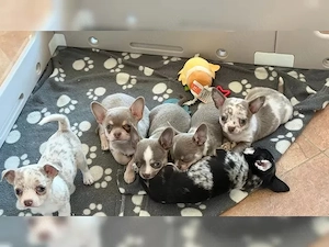 Zuckersüße Chihuahuawelpen (lilac!) suchen ein liebes Zuhause