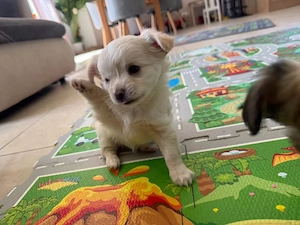 Chihuahua-Welpen   Perfekte Begleithunde Unsere gut