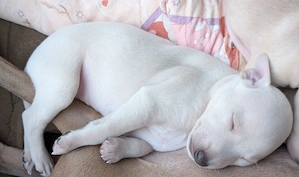 Italienisches Windspiel... Italian Greyhound