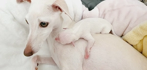 Italienisches Windspiel... Italian Greyhound