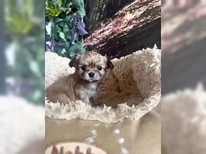 Süße Chihuahua-Welpen   Liebevoll, loyal und voller Persönlichkeit Bild 5