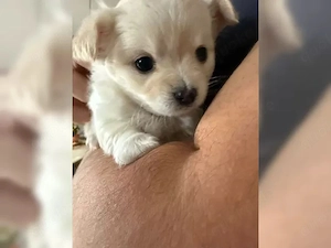 Charmante Chihuahua-Welpen   liebevoll aufgezogen
