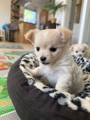 Charmante Chihuahua-Welpen   liebevoll aufgezogen