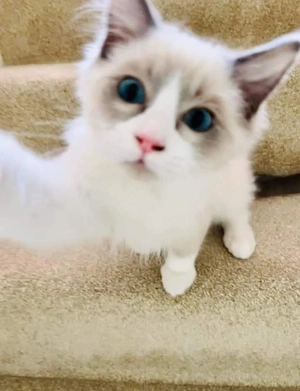 Flauschiges Ragdoll-Kätzchen   Ihr neuer Kuschelfreund! 