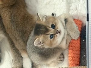BKH Katzen suchen neue Familie 