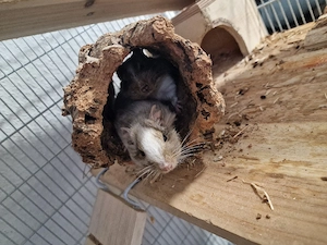 2 weibliche Degus abzugeben   