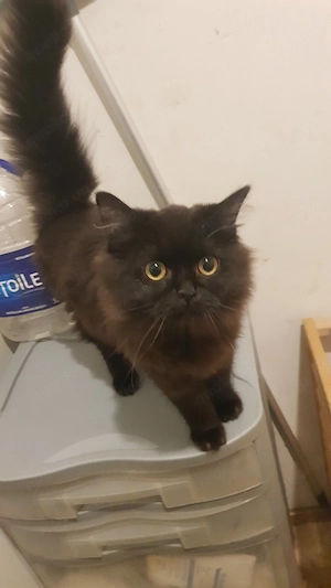 Maine Coon mix Norwegische Waldkatze  Bild 2