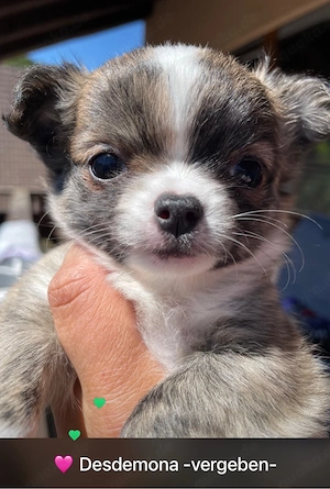 Chihuahua Welpen suchen ihre Familie